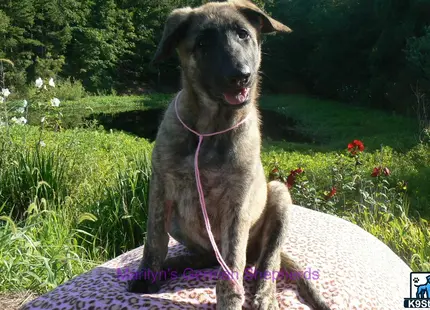 a german shepherd dog sitting on a blanket