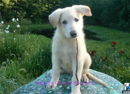 a german shepherd dog sitting on a blanket