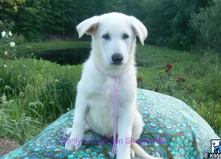 a german shepherd dog sitting on a blue blanket