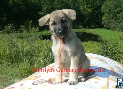 German Shepherd puppy for sale: Error: Operation returned an invalid status code 429<br/>Stack Trace:    at Microsoft.Azure.CognitiveServices.Vision.ComputerVision.ComputerVisionClient.<DescribeImageInStreamWithHttpMessagesAsync>d__41.MoveNext()
--- End of stack trace from previous location where exception was thrown ---
   at System.Runtime.ExceptionServices.ExceptionDispatchInfo.Throw()
   at System.Runtime.CompilerServices.TaskAwaiter.HandleNonSuccessAndDebugger
