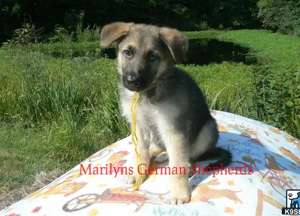 a german shepherd dog sitting on a blanket
