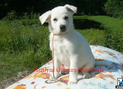 a white german shepherd dog on a blanket