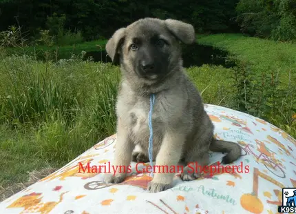 a german shepherd dog sitting on a blanket