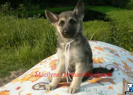 a german shepherd dog sitting on a blanket