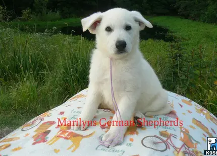 a german shepherd dog sitting on a blanket