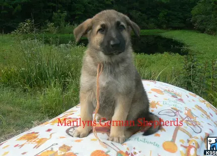 a german shepherd dog sitting on a blanket