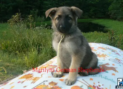 a german shepherd dog sitting on a blanket