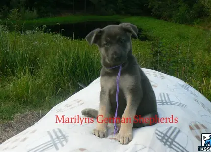 a german shepherd dog sitting on a large white tube in the grass