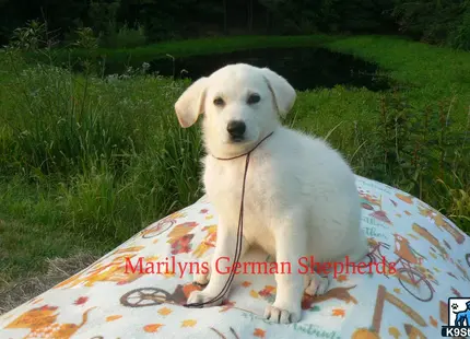 German Shepherd puppy for sale: Error: Operation returned an invalid status code 429<br/>Stack Trace:    at Microsoft.Azure.CognitiveServices.Vision.ComputerVision.ComputerVisionClient.<DescribeImageInStreamWithHttpMessagesAsync>d__41.MoveNext()
--- End of stack trace from previous location where exception was thrown ---
   at System.Runtime.ExceptionServices.ExceptionDispatchInfo.Throw()
   at System.Runtime.CompilerServices.TaskAwaiter.HandleNonSuccessAndDebugger