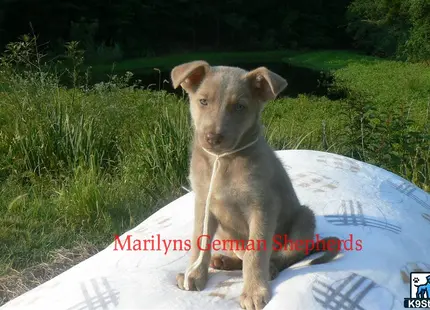 a german shepherd dog sitting on a blue object