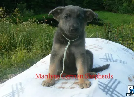 a german shepherd dog sitting on a surfboard