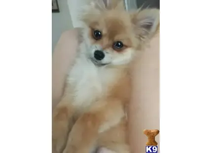 Pomeranian