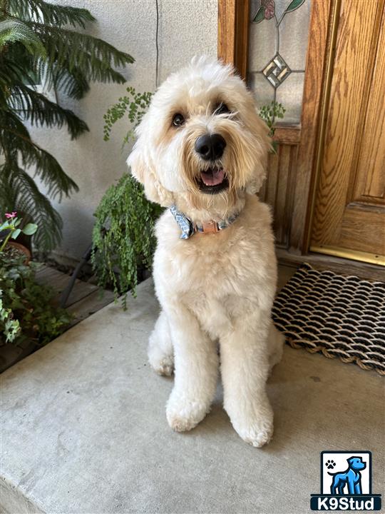 a goldendoodles dog sitting on the ground