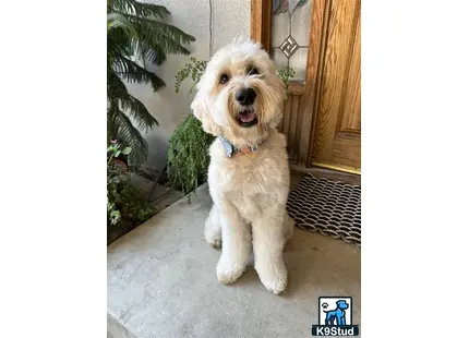 a goldendoodles dog sitting on the ground