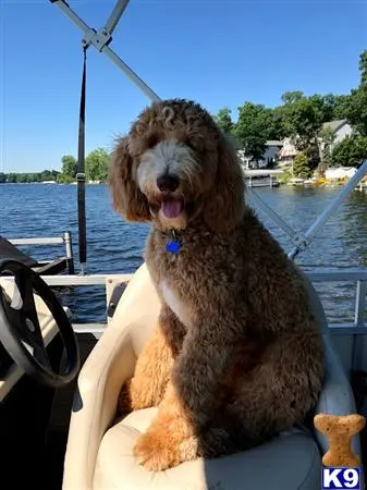 Goldendoodles stud dog