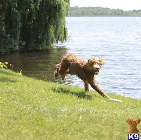 Goldendoodles stud dog