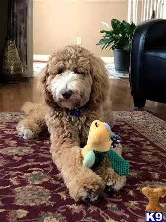 Goldendoodles stud dog