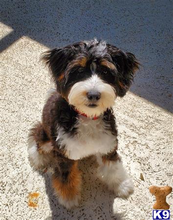 Bernese Mountain Dog female dog