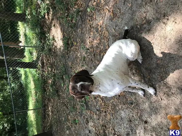 German Shorthaired Pointer stud dog