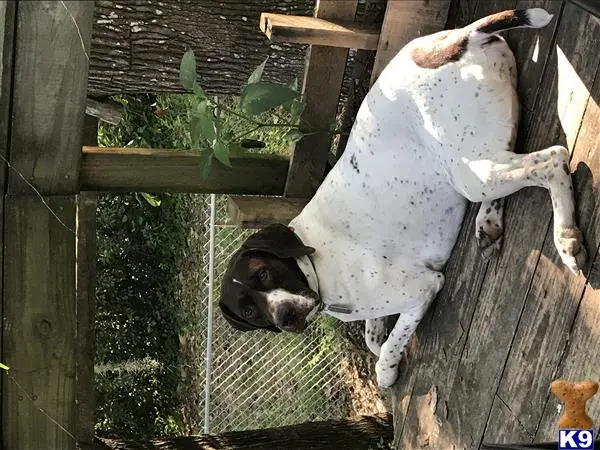 German Shorthaired Pointer stud dog