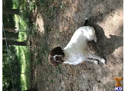 German Shorthaired Pointer