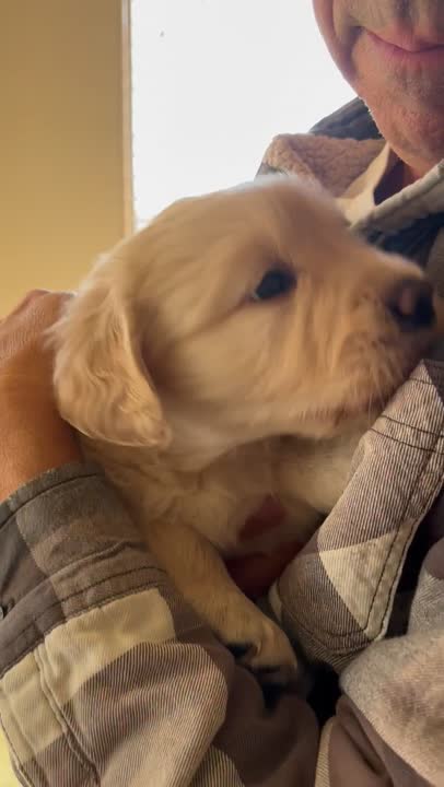 Golden Retriever puppy video