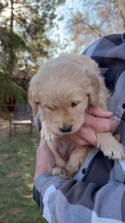 Golden Retriever puppy video