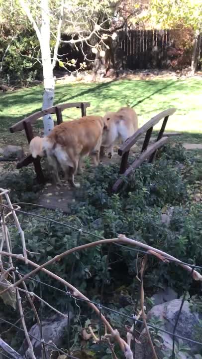Golden Retriever puppy for sale