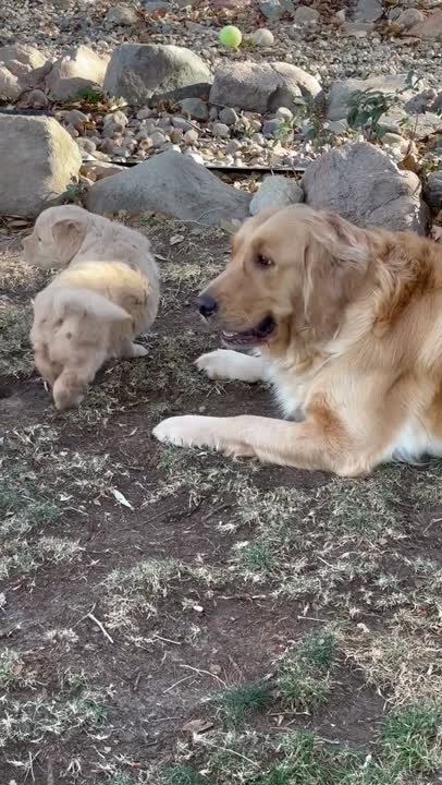 Golden Retriever puppy for sale