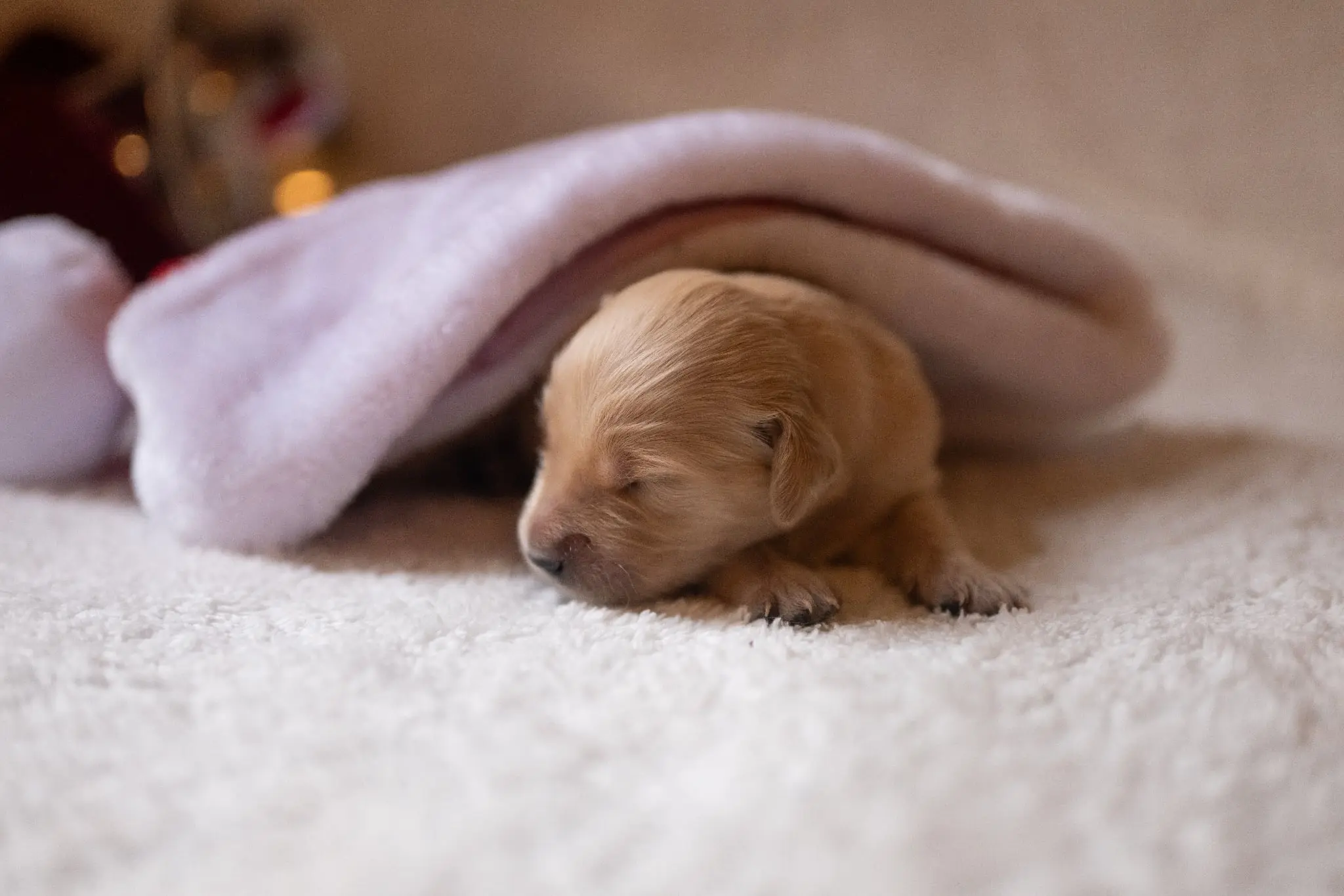 Golden Retriever puppy for sale: Sleeping golden retriever puppy under a soft blanket