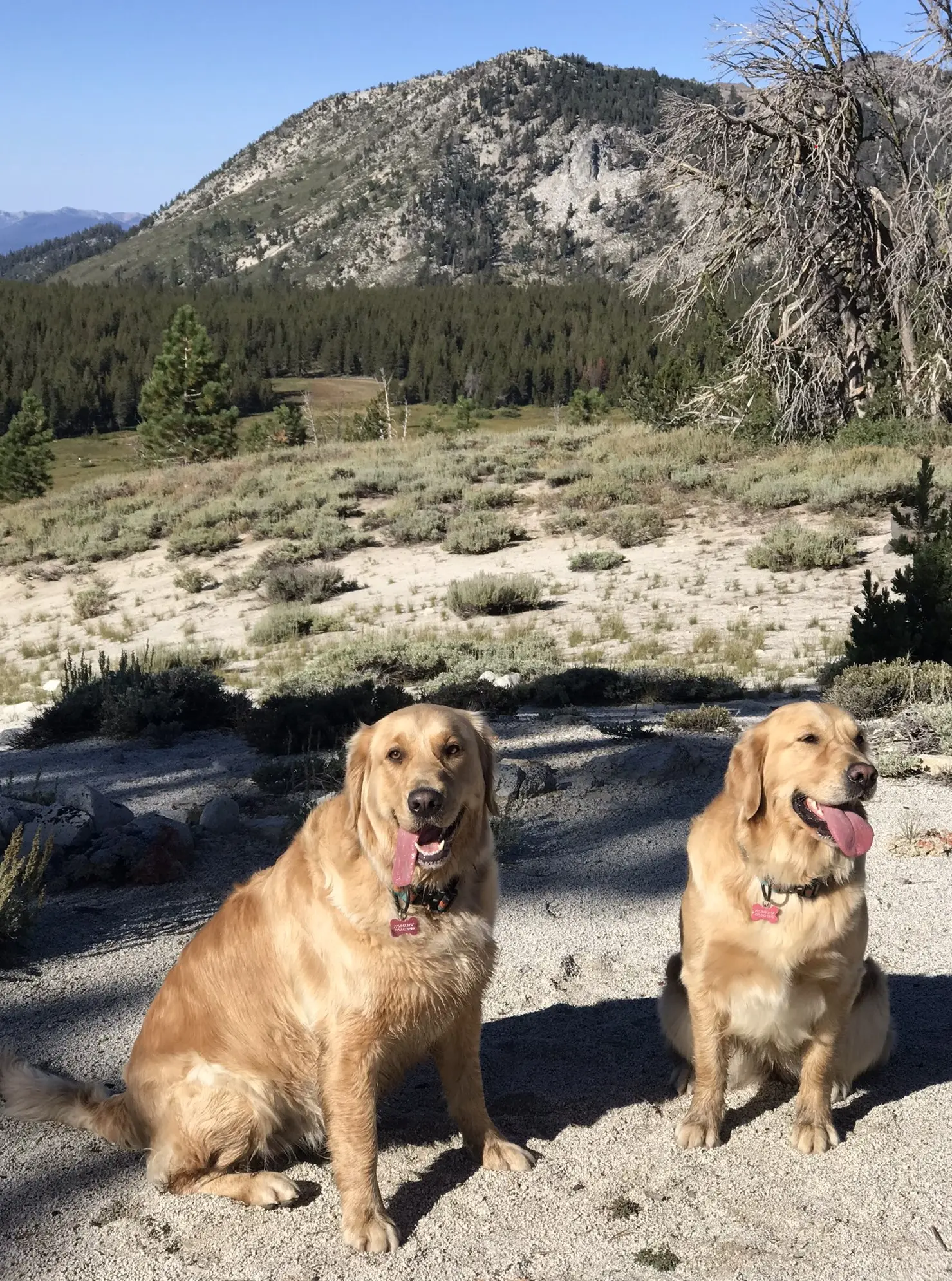 Golden Retriever puppy for sale: Two golden retrievers sitting in a sandy landscape with mountains behind