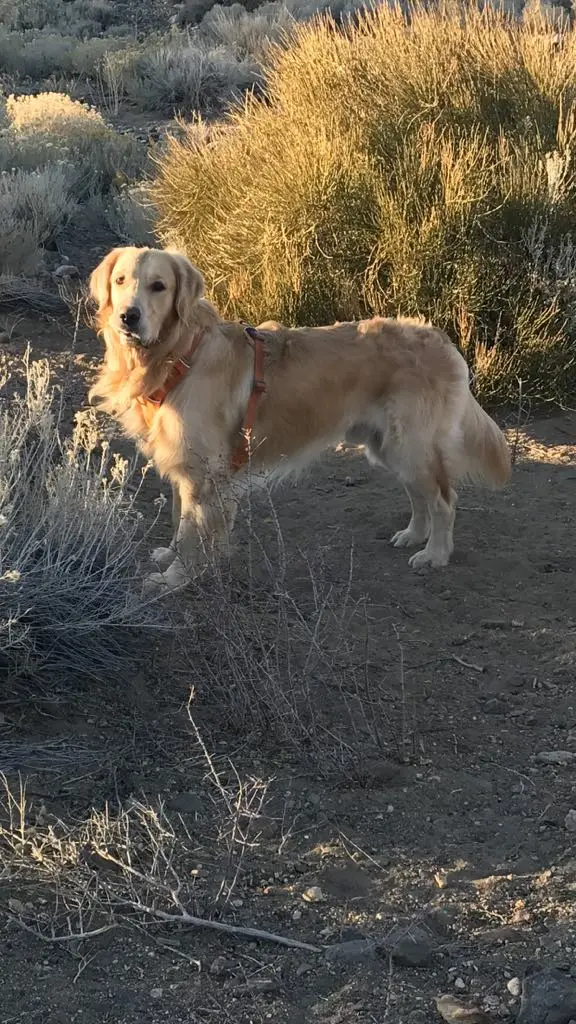 Golden Retriever puppy for sale: Golden Retriever with a golden coat standing in a natural setting