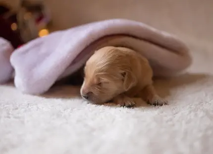 Golden Retriever puppy for sale: Sleeping golden retriever puppy under a soft blanket