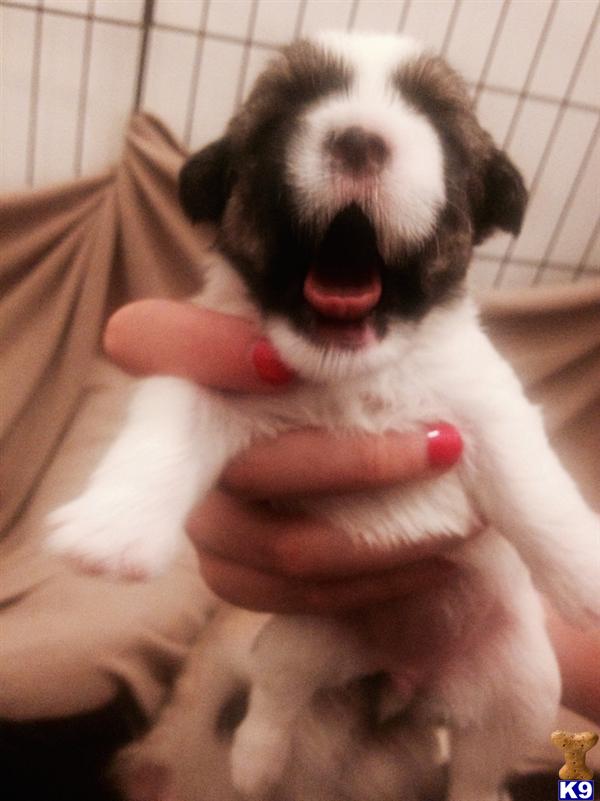 Maltese Puppy for Sale Mauzer Pups for Sale 9 Years old