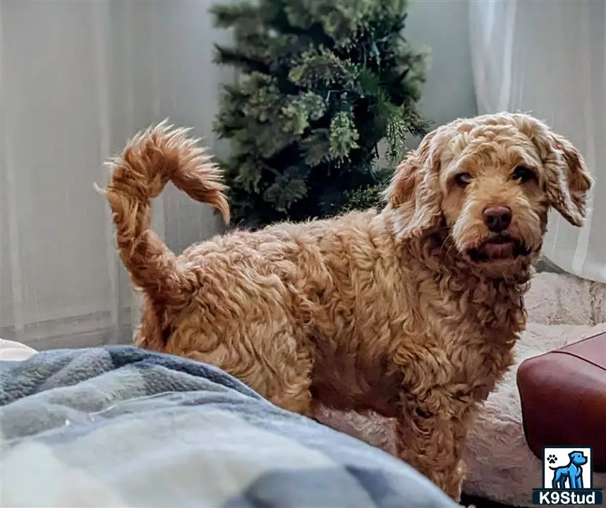 Cockapoos stud dog