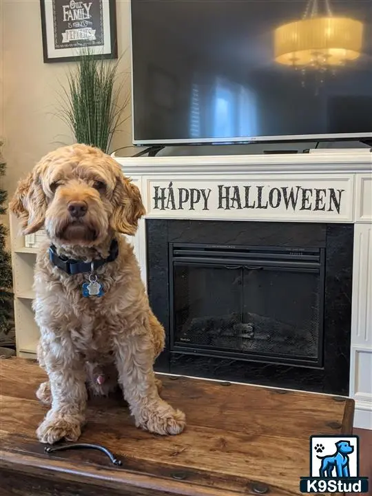 Cockapoos stud dog