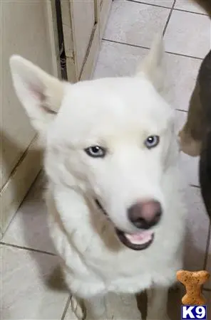 Siberian Husky