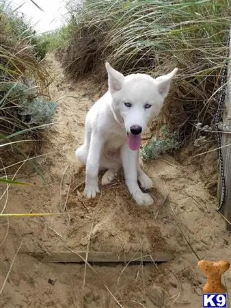 Siberian Husky stud dog