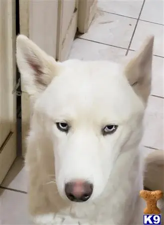 Siberian Husky stud dog