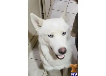 Siberian Husky