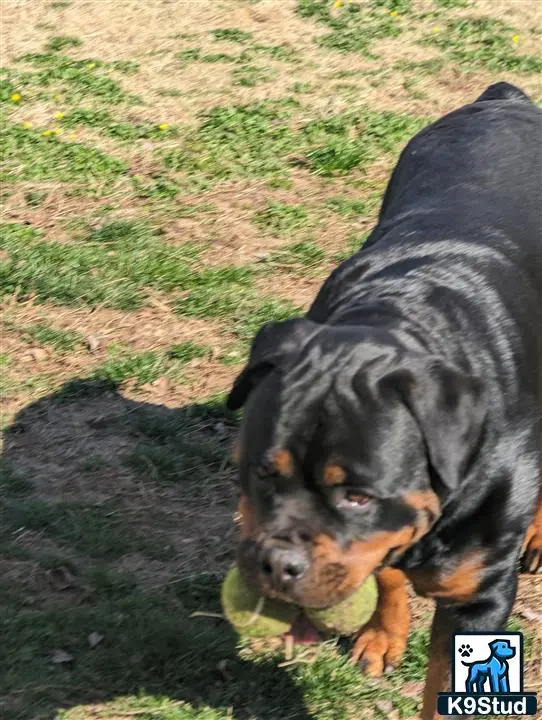 Rottweiler female dog