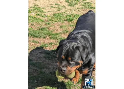 Rottweiler