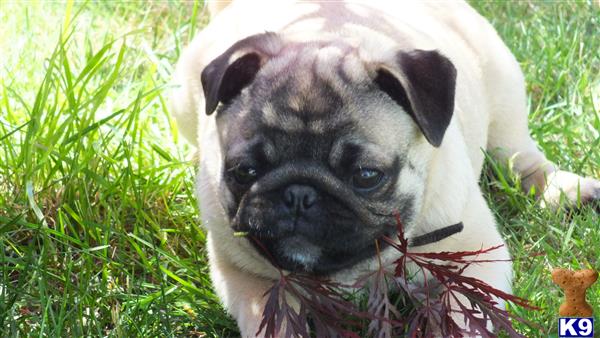 Pug stud dog