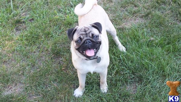 pug stud fee pug stud gandalf 6 years pug stud fee pug stud gandalf 6 years
