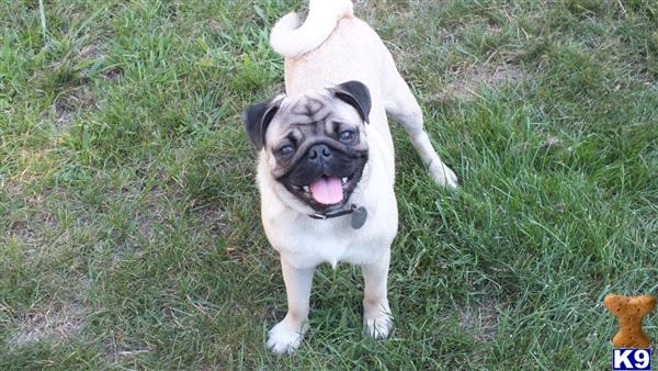 Pug stud dog