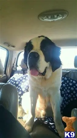 Saint Bernard stud dog