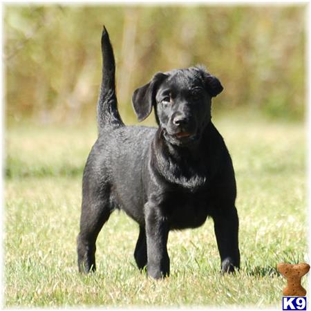 chocolate lab puppies for sale in mn akc labrador retriever breeders akc lab breeders by state akc breeds picture chocolate lab puppies for sale in mn akc labrador retriever breeders akc lab breeders by state akc breeds picture