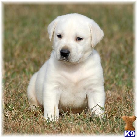 ivory lab puppies for sale in mn labrador retriever puppies for sale in minnesota ivory lab puppies for sale in mn labrador retriever puppies for sale in minnesota