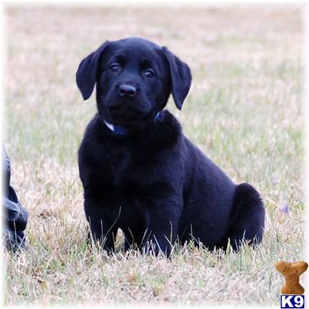 labrador retriever puppy posted by mnlabs13