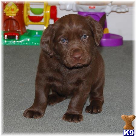 labrador retriever puppy posted by mnlabs13